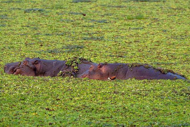 Vic Falls to Zanzibar (from Victoria Falls to Zanzibar)