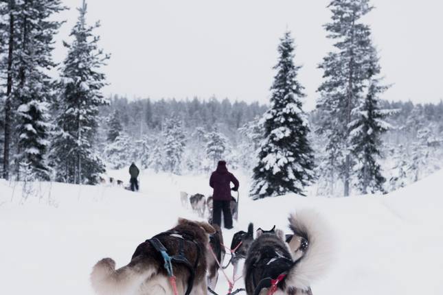 Lapland & the Arctic Circle - 5 Days
