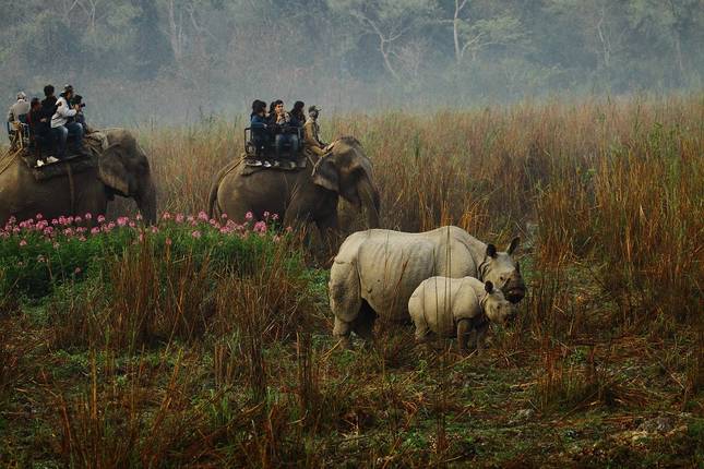 Wonders of North-East with Wildlife in Kaziranga