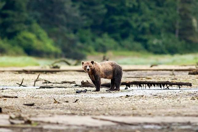 Whales & Bears of British Columbia