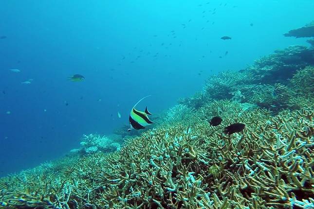 Marine Wildlife of the Maldives