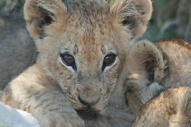 Botswana & Zimbabwe Lodge Safari