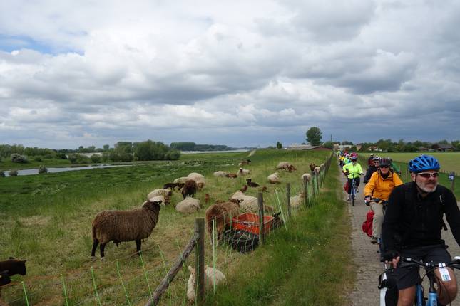 Easy Bike and Barge Tour Amsterdam to Koblenz