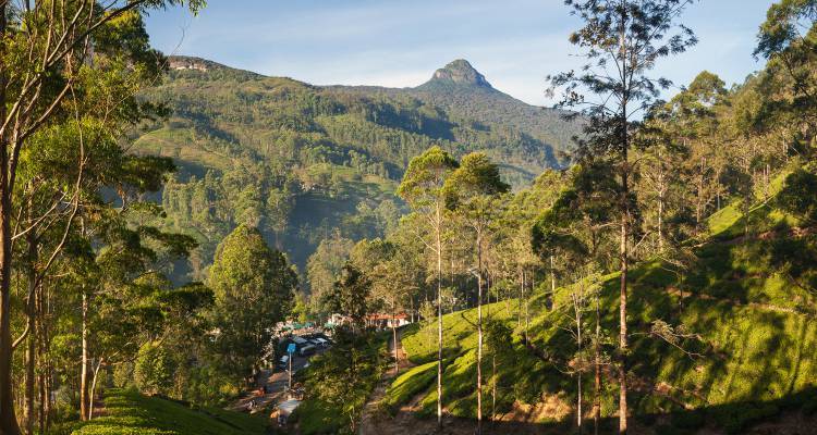 Sri Lanka Tracks & Trails - 14 Days - On The Go Tours