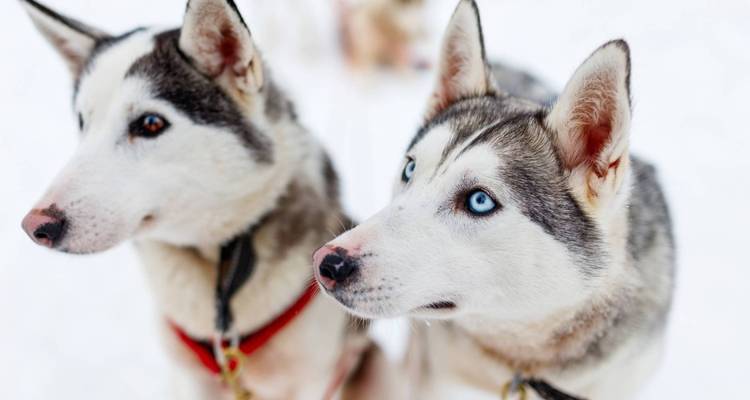 Portrait rapproché de deux huskies harnachés sur la neige fraîche, l'un présentant des yeux bleus frappants.