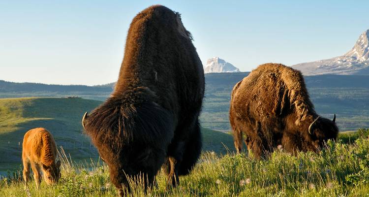 Rockies, Alaska & Yukon Adventure Glacier Discovery and New England Cruise plus Eastern USA - Evergreen Tours