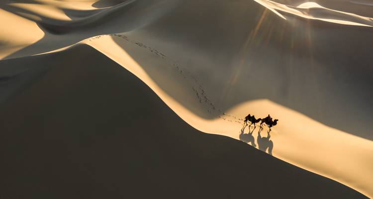 Vista aérea de dos camellos proyectando largas sombras mientras atraviesan crestas de dunas iluminadas por el sol.