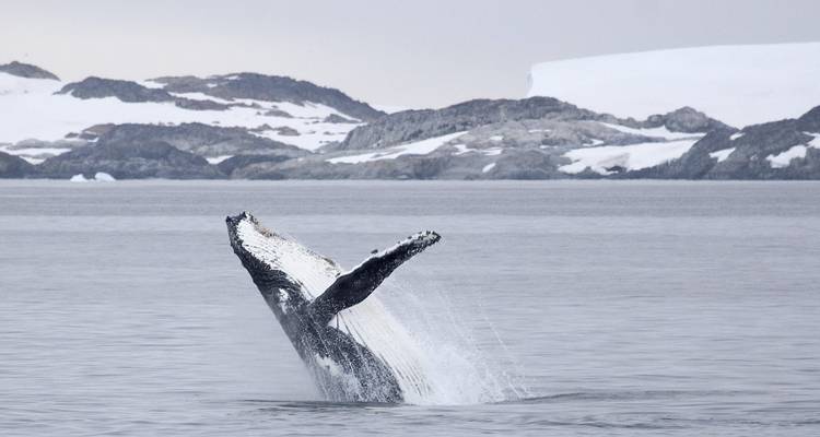 Fly & Cruise – Epic Antarctica - Exodus Travels