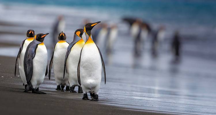 The Falklands and South Georgia - Peregrine Adventures