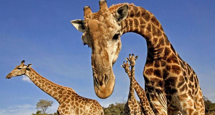 5 Day Murchison Falls National Park Safari - Mushra Travel Agency