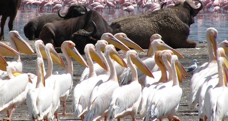 7 Day Wildlife Viewing In Rwanda ( Akagera And Nyungwe National Park) - Mushra Travel Agency