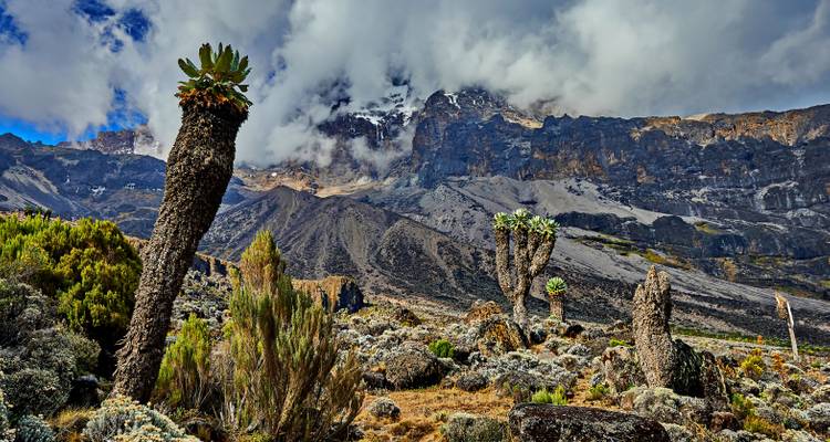 Climb Kilimanjaro: 8 Days Umbwe Route - Altezza Travel