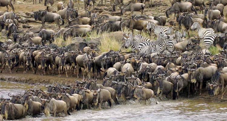 East Africa Migration Safari: Limited Edition - Peregrine Adventures