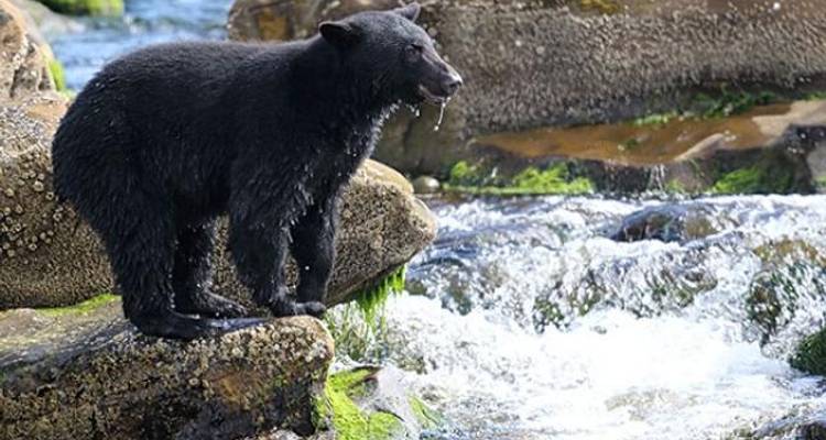 Northwest Parks And Wildlife - Grand American Adventures