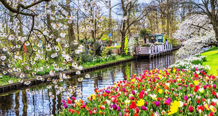Colorful spring tulips and blossoming trees along a reflective canal in the Netherlands.