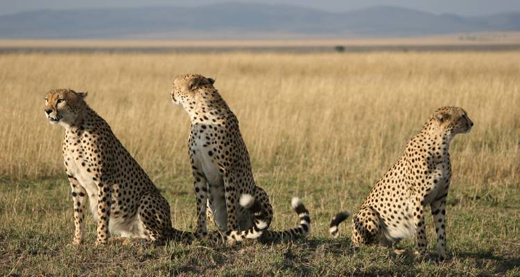 Kenya Safari Experience - Independent - Peregrine Adventures