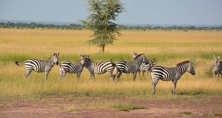 Zebraherde in einer weiten Savannenlandschaft unter blauem Himmel.