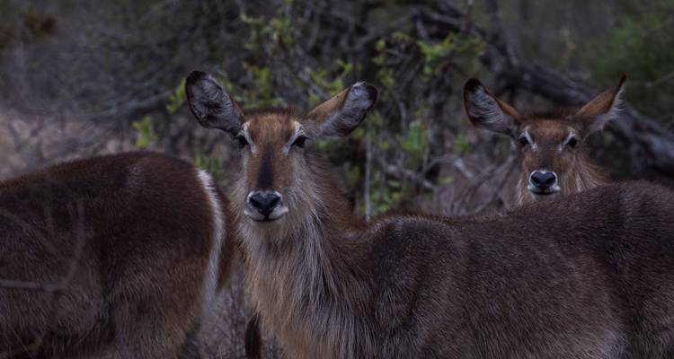 Waterbucks in a natural habitat.