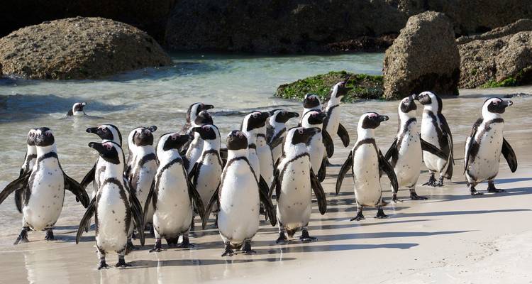 Grupo de pingüinos africanos caminando torpemente por una playa de arena blanca junto a agua turquesa y rocas