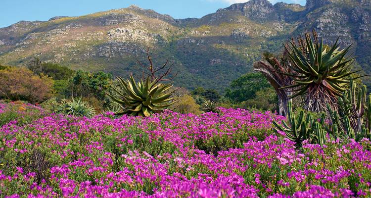 Field of vibrant pink flowers with rugged mountains rising in the background