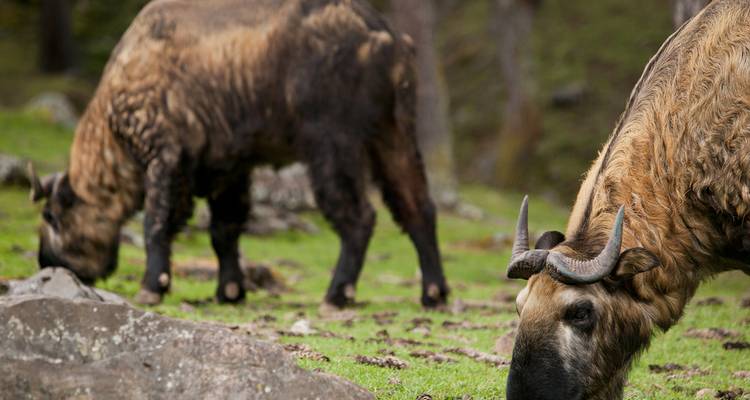 Twee yaks grazen in een veld omringd door bossen.