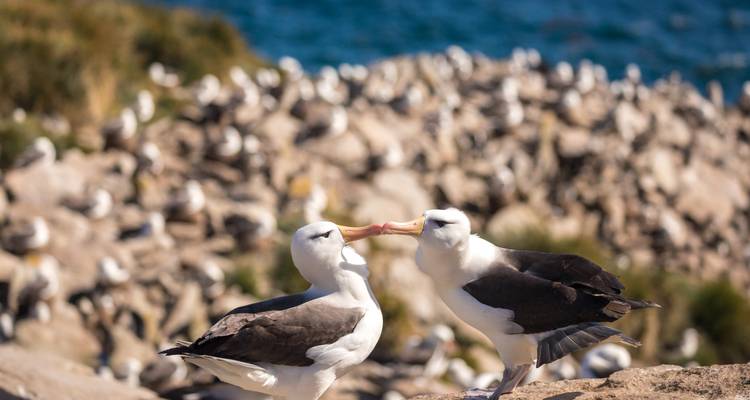 Paire d'albatros à sourcils noirs qui se touchent les becs affectueusement avec une vaste colonie d'oiseaux marins floue en arrière-plan.