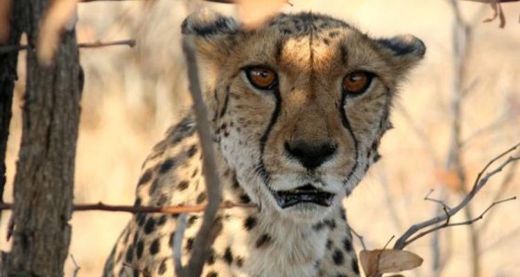 Cape Town To Victoria Falls (35 Days) Southern Explorer - Oasis Overland
