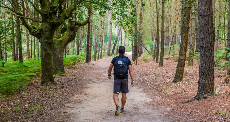 Un excursionista con mochila avanza por un sendero sombreado del bosque rodeado de pinos altos y helechos.