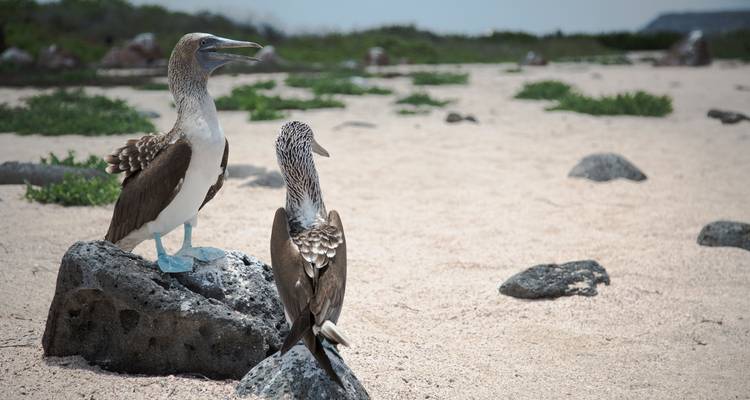 Ecuador Beaches & Coastal Adventure - G Adventures
