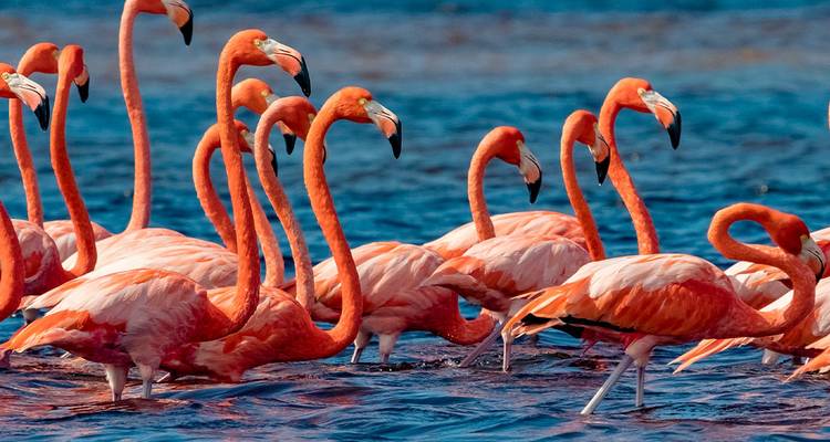 Un groupe de flamants roses aux couleurs vives pataugent dans les eaux peu profondes d'un lagon bleu du Yucatán.