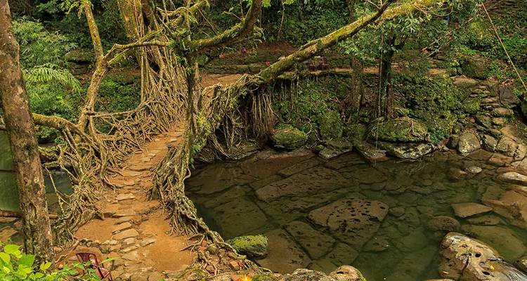 Lebende Wurzelbrücke über einen Bach in einem üppigen Wald.