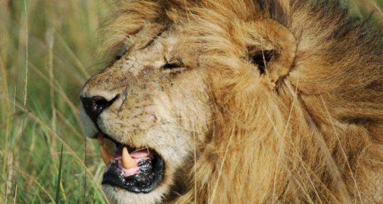 Safari to Kilimanjaro - Machame Route - Intrepid Travel