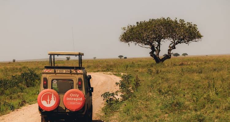 Véhicule de safari sur un chemin de terre avec un arbre solitaire au loin.