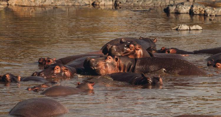 Hippopotames dans l'eau avec un rivage rocheux.