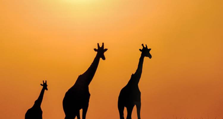 Spectacular South Africa (2018) - Luxury Gold