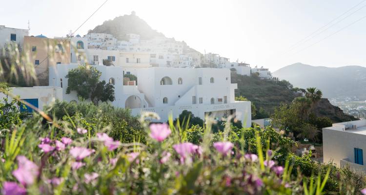 White Cycladic houses perch on a sunny hillside with wildflowers in the foreground.