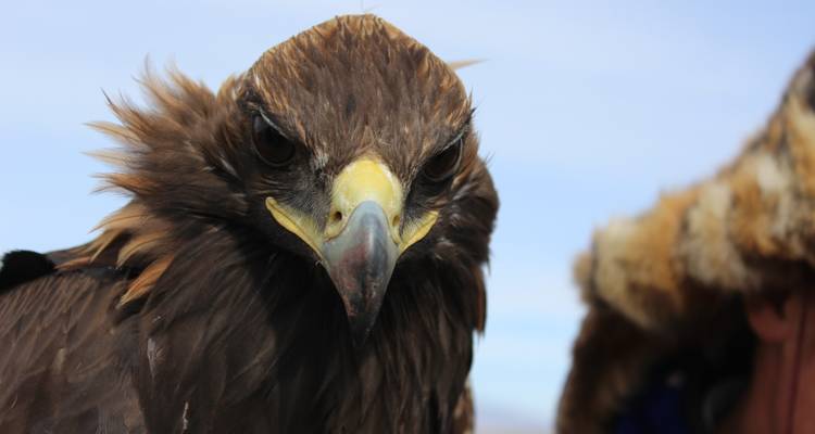 Retrato de cerca de un águila dorada seria con pico afilado y ojos penetrantes.