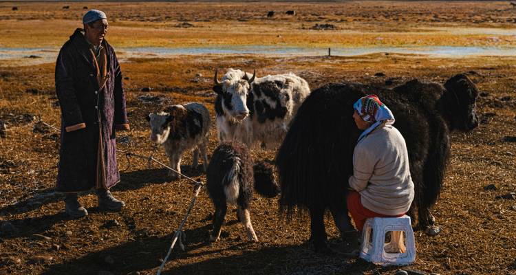 Ein nomadisches Paar kümmert sich auf einer Herbstweide im warmen goldenen Licht um Yaks.