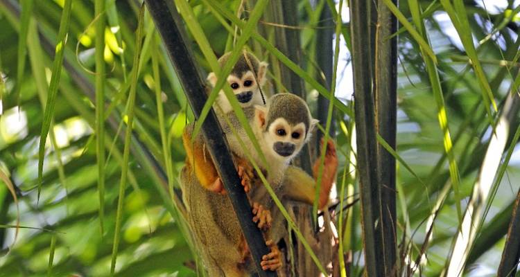Yasuni Amazon Expedition 5D/4N - Bamba Experience