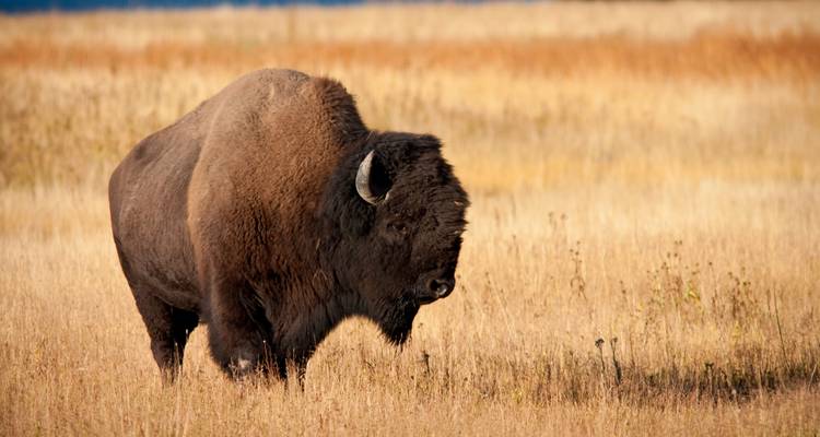 Northern National Parks featuring Yellowstone National Park & Grand Teton National Park (Salt Lake City, UT to Park City, UT) - Collette