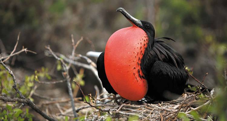 Galapagos Encounter: Southern Islands (Grand Queen Beatriz) - Peregrine Adventures