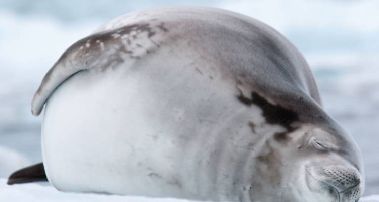 Antarctic Explorer from Ushuaia 10 days - Intrepid Travel