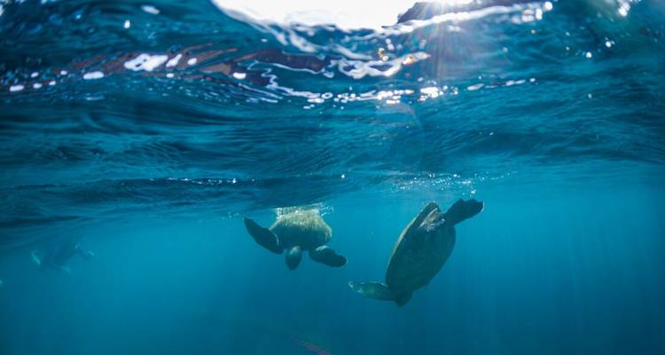 Dos tortugas marinas se deslizan bajo la superficie del océano, con la luz del sol filtrándose a través del agua azul cristalina.