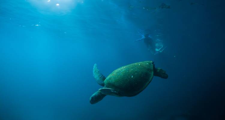 Una tortuga marina nadando bajo el agua con otro nadador visible en el fondo.