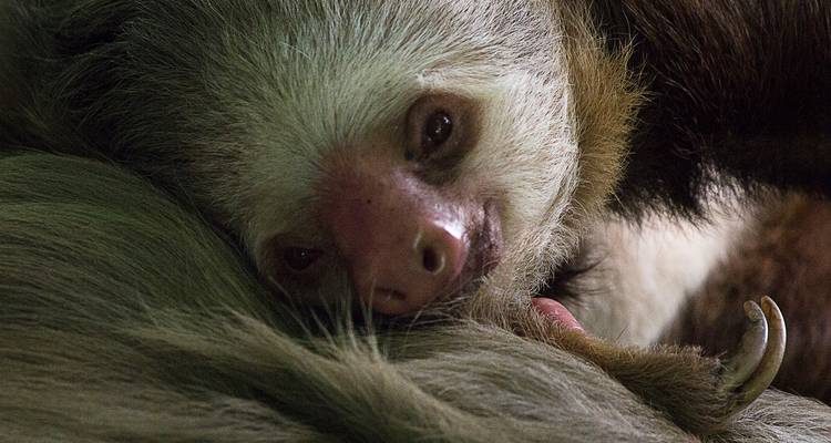 Gros plan d'un paresseux à deux doigts détendu se reposant sur sa propre fourrure, lumière douce