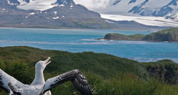 Crossing the Antarctic Circle via Falklands & South Georgia from Ushuaia - Intrepid Travel