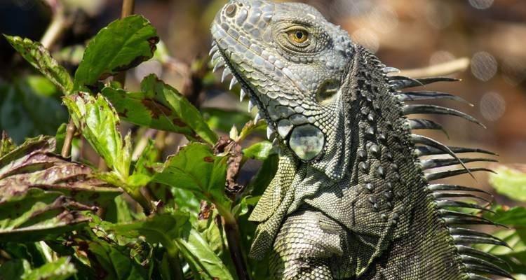 Iguane se reposant sur des feuilles vertes avec des écailles détaillées.