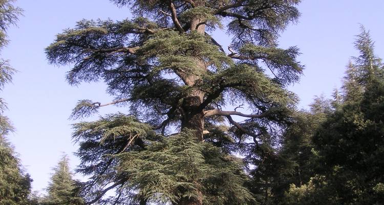 Cèdre majestueux dans un cadre naturel.