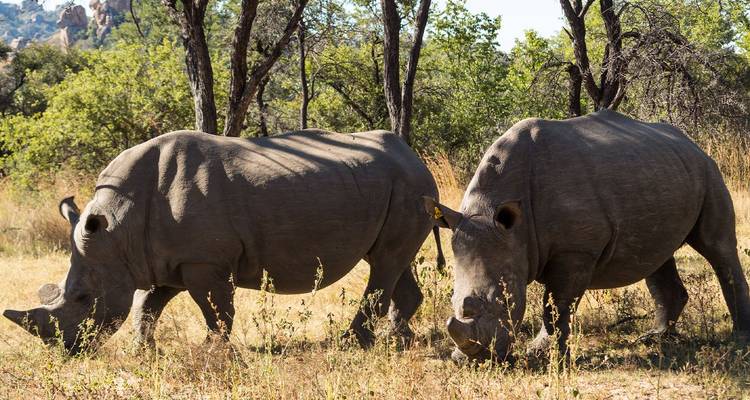 Twee witte neushoorns die grazen in open boslandse savanne met acacia-bomen.