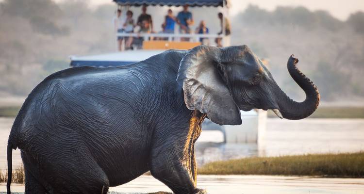 Grote olifant die door de rivier waadt met een toeristenboot vol toeschouwers op de achtergrond.